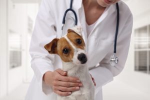 Vet and dog for Ukiah Veterinary Hospital.