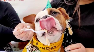 7 Mile House, a dog-friendly restaurant in Brisbane, California