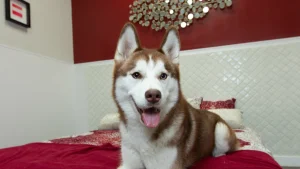 Wag Hotels - Redwood City, a dog-friendly pet boarding facility in Redwood City, California
