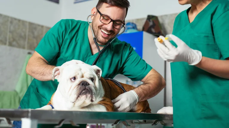 White Bulldog At Vet