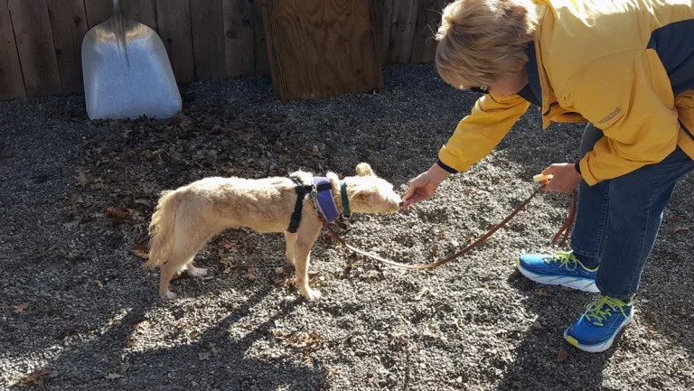 Wine Country Animal Lovers, a dog-friendly animal rescue in Calistoga, California