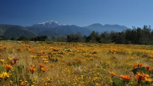 Explore Yucaipa