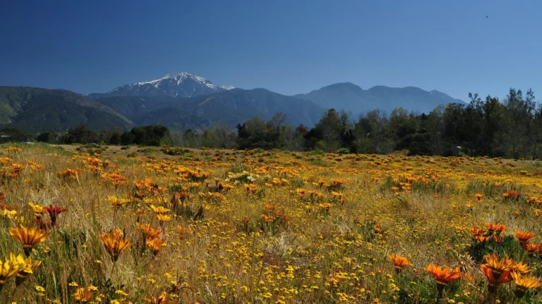 Explore Yucaipa, a dog-friendly campground in Yucaipa, California