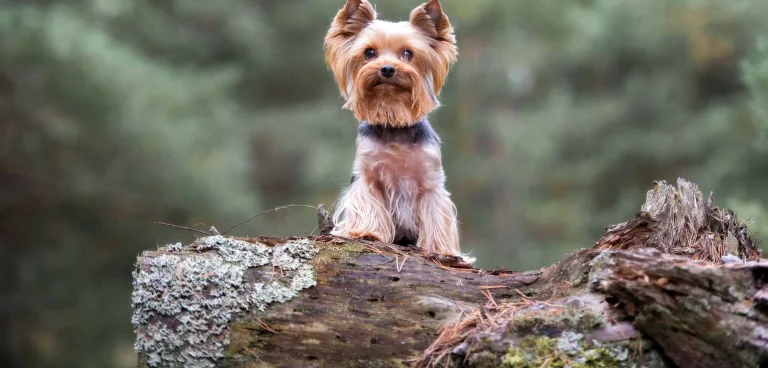 Wren Yorkie Rescue, a dog-friendly local service in Oakland, California