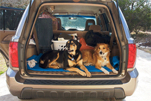Two dogs in the back of a car