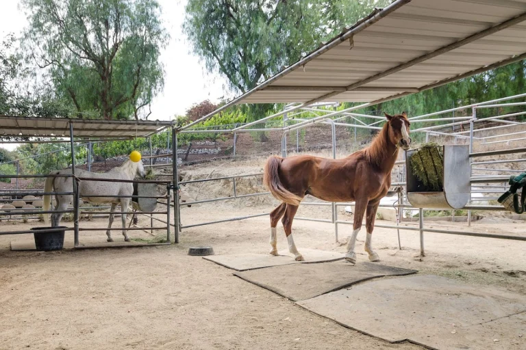 Agoura Equestrian Center, a dog-friendly hiking trail in Los Angeles, California