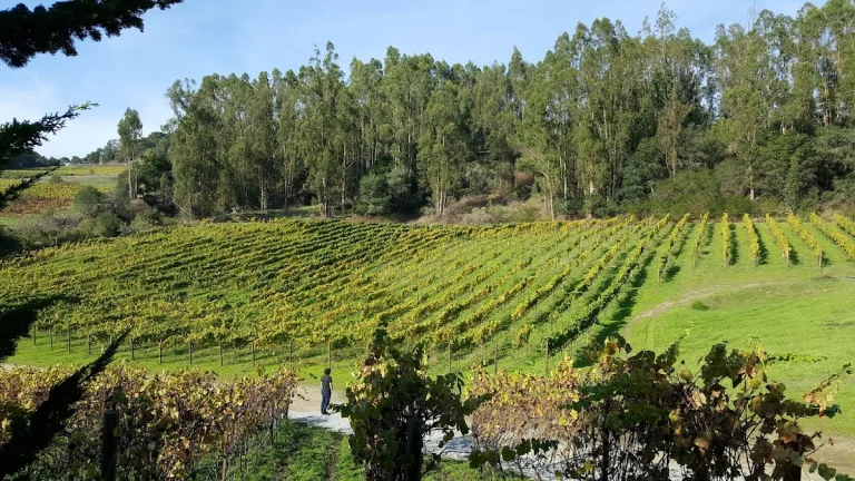 Alfaro Family, a dog-friendly winery in Corralitos, California
