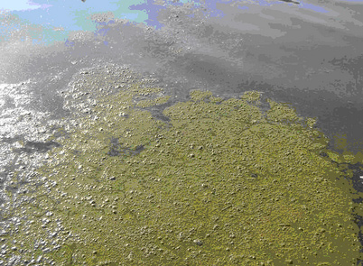 Blue green algae in Clear Lake