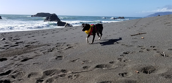 Dog-friendly Mendocino coast