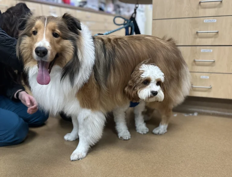 Alicia Pet Care Center, a dog-friendly local service in Mission Viejo, California