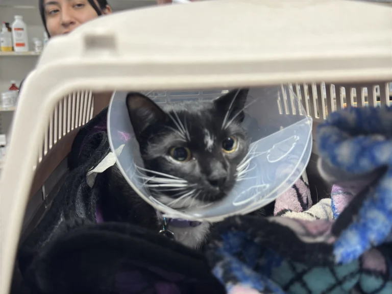 All Animals Veterinary Service Google Places photo