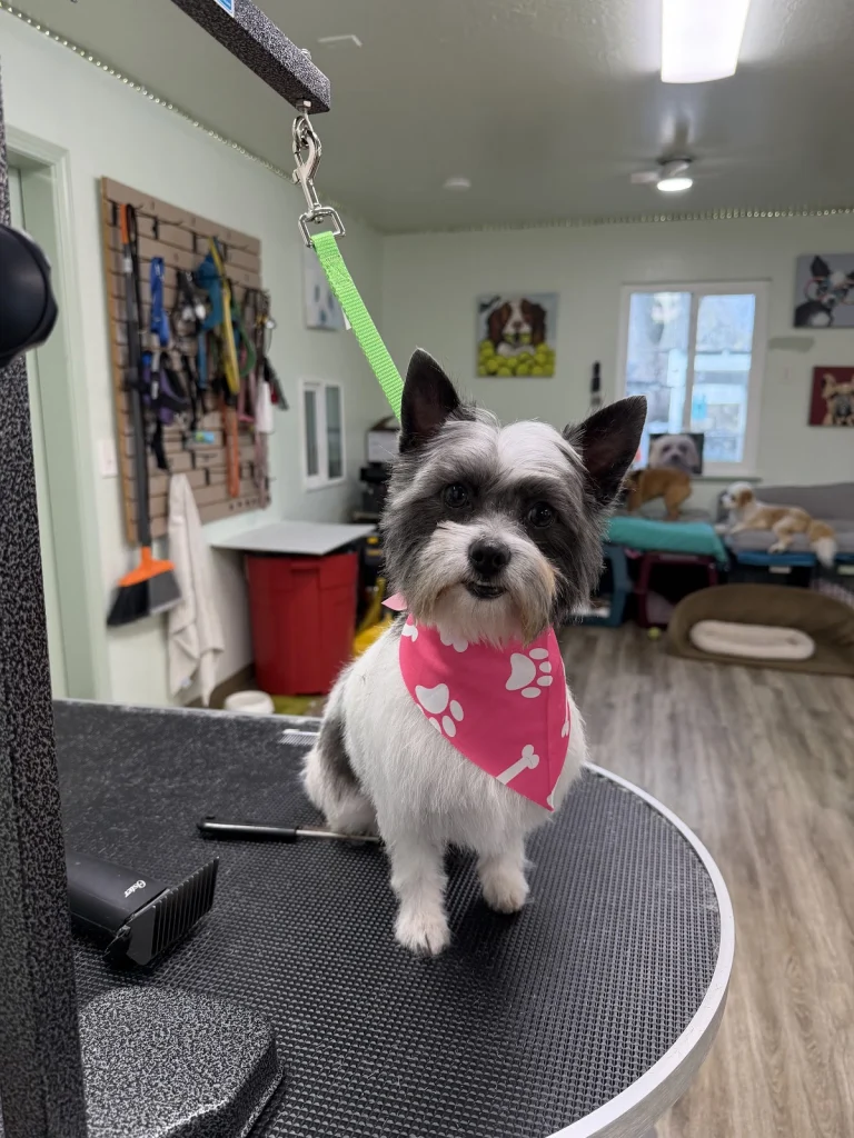 All Breed Grooming