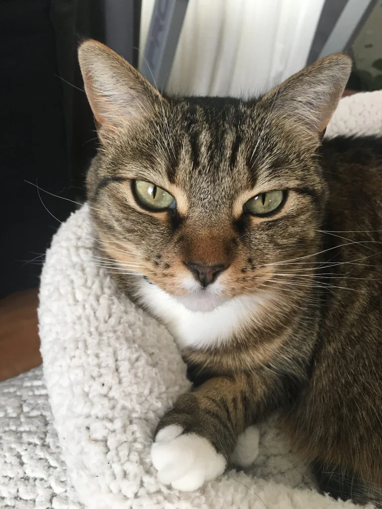 All Paws Holistic
