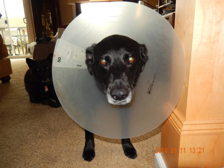 All Pets Veterinary Clinic