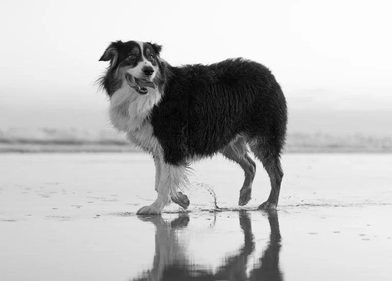Allison Shamrell Pet Google Places photo