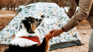 At Middle Creek Campground, a dog with a red bandana around its neck sits in front of a decorated tent. The dog extends a paw to someone in a brown jacket. Trees surround the campsite, and the ground is covered in dirt.