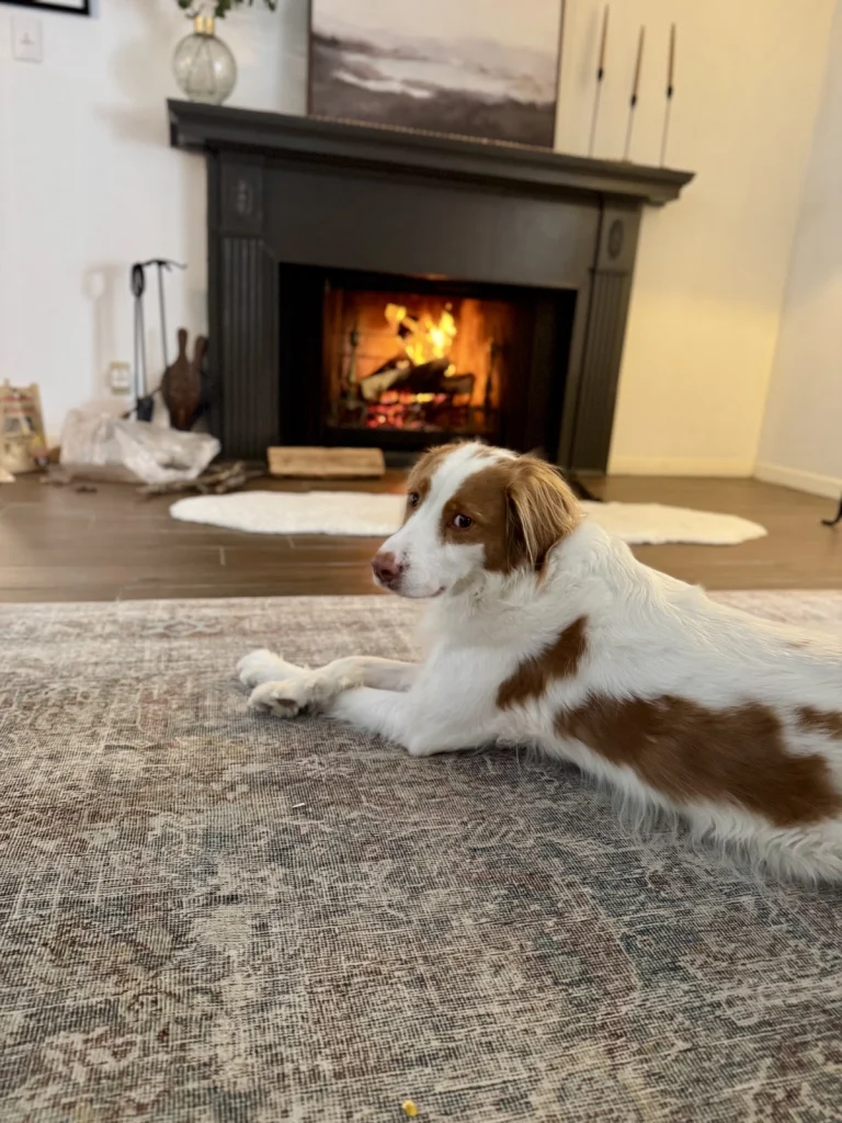 American Brittany Rescue, a dog-friendly animal rescue in San Francisco, California