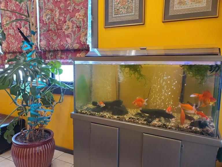 Amillia's Google Places photo