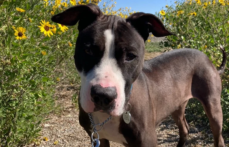 Animal Assistance League, a dog-friendly animal rescue in Midway City, California
