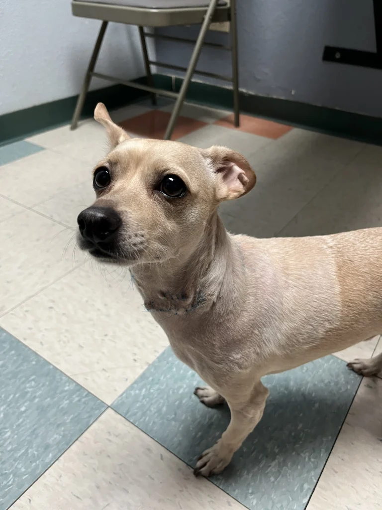 Animal Emergency Clinic, a dog-friendly veterinary clinic in Victorville, California