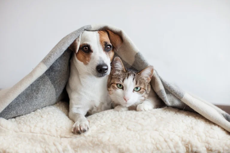 Animal Hospital of Desert, Palm Desert