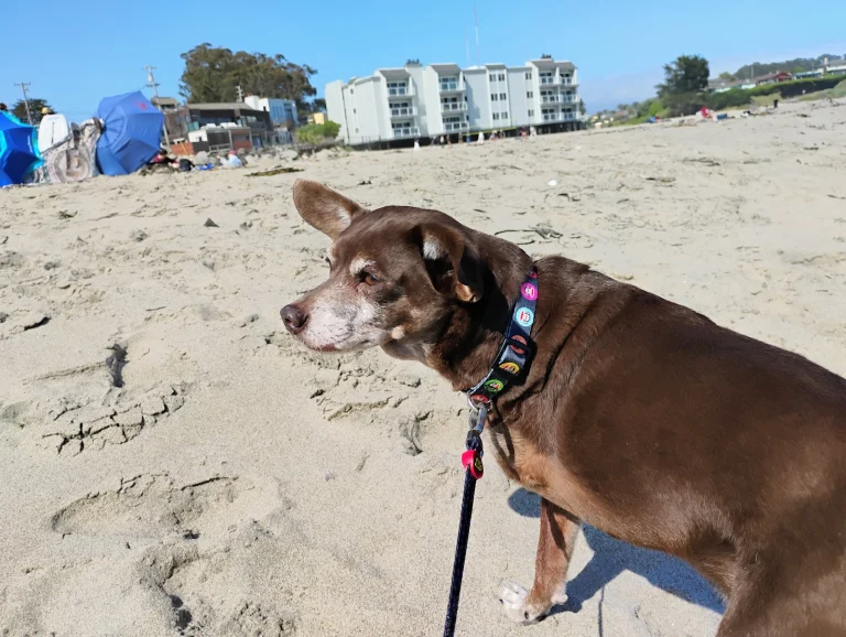 Animal Hospital of Soquel Inc.