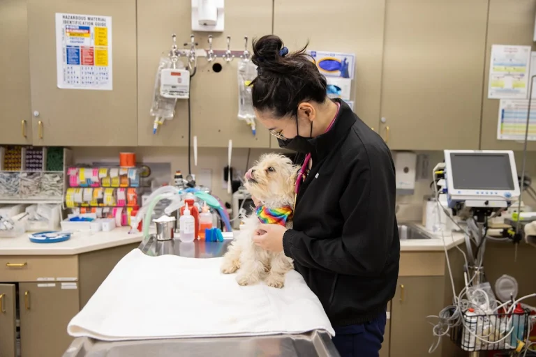 Animal Internal Medicine