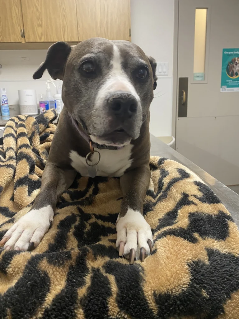 Animal Medical Center Merced, Merced