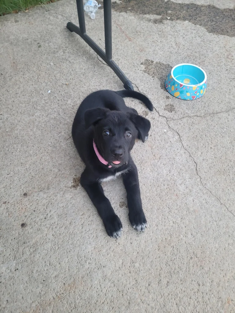 Animal Rescue of Fresno