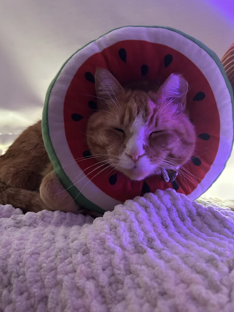 Animal Rescue of Tracy, Tracy