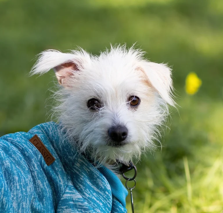 Animal Shelter Relief Rescue