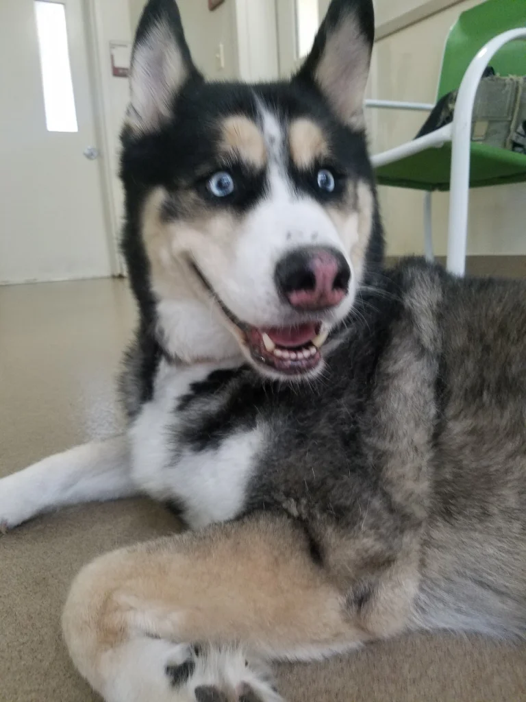 Animal Town Sanctuary, a dog-friendly animal rescue in Hemet, California