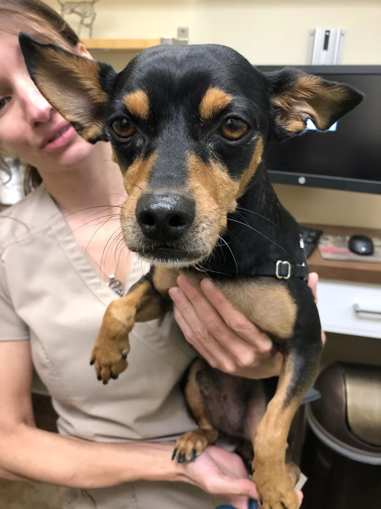 Animal Wellness Center