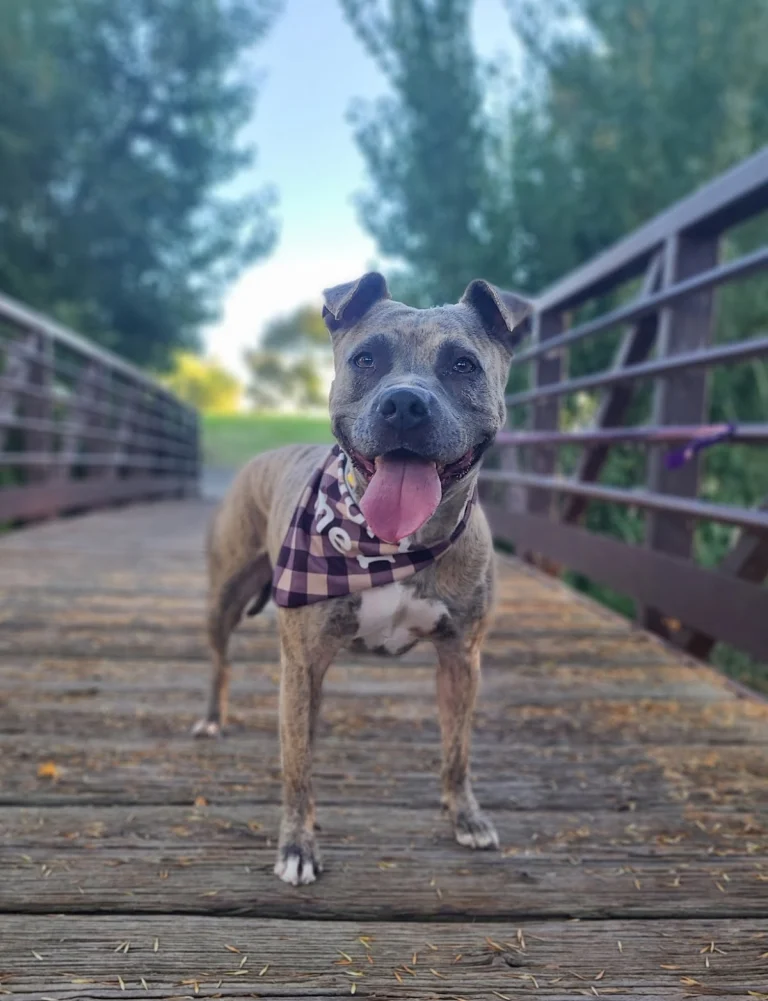 Antioch Animal Services, a dog-friendly animal rescue in Antioch, California