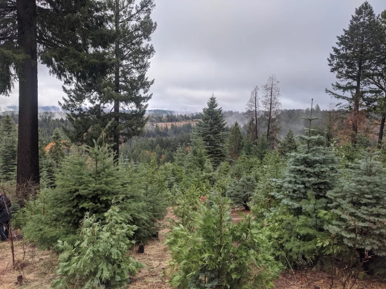 Apple Country Christmas Trees