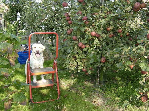 Apple picking dog