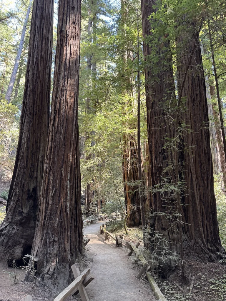 Armstrong Redwoods State, a dog-friendly park in Guerneville, California