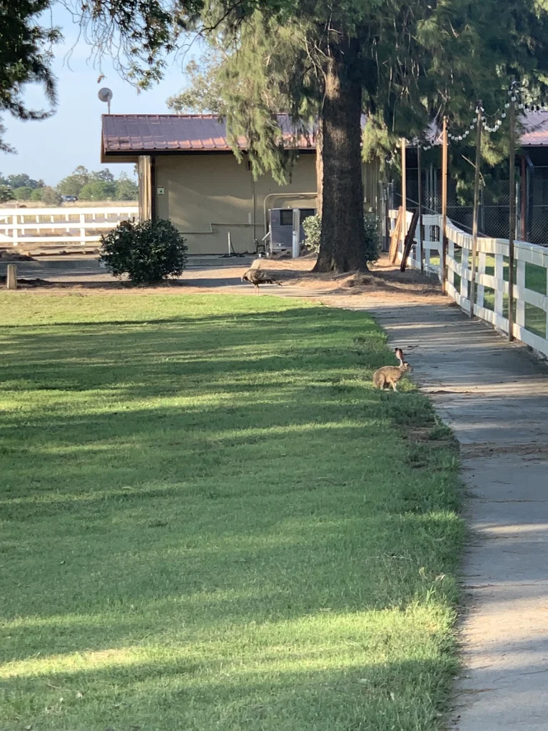 Arrowpoint Kennels, Woodland
