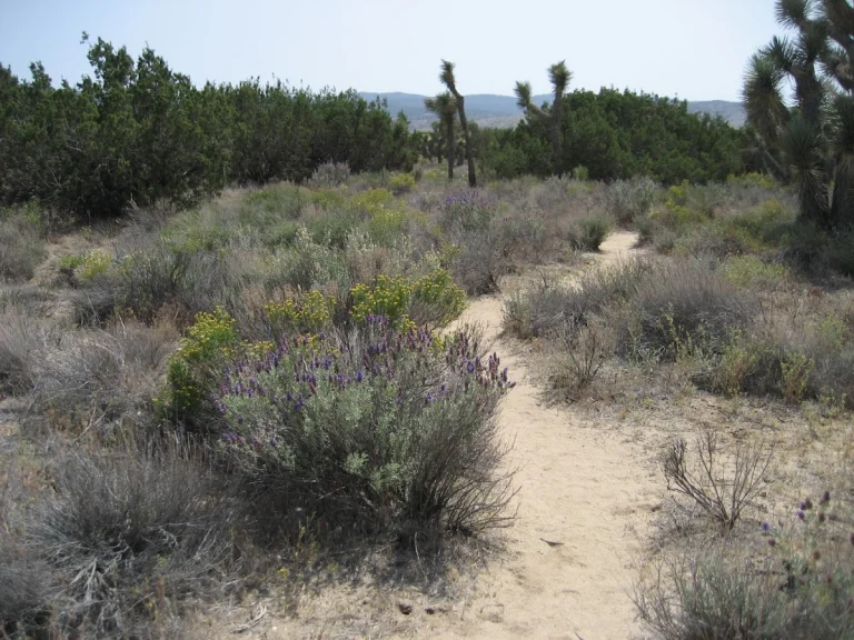 Arthur B. Ripley Desert, a dog-friendly park in Lancaster, California