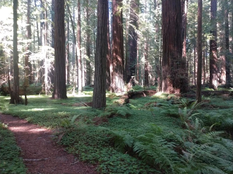 Avenue of the Giants, a dog-friendly attraction in Phillipsville, California