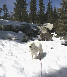 dog in snow at Lake Tahoe