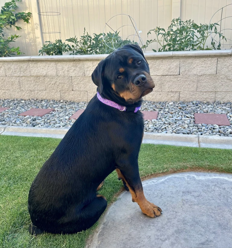 Bakersfield Obedience Training
