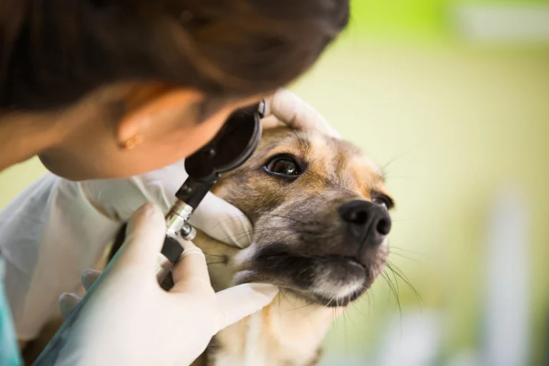 Banfield Pet Hospital Google Places photo