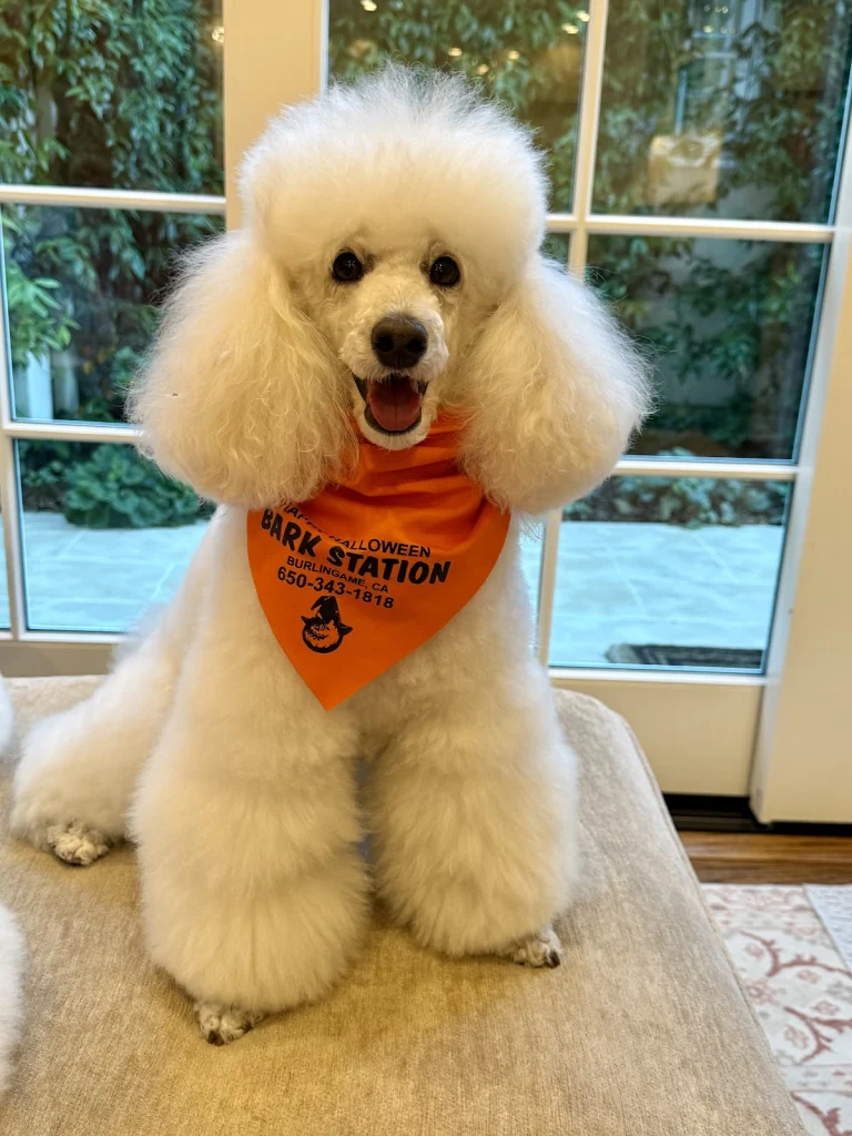Bark Station Pet Salon, a dog-friendly dog grooming salon in Burlingame, California