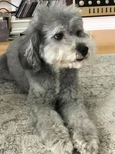 Bark'n Bubbles, a dog-friendly dog grooming salon in South San Francisco, California