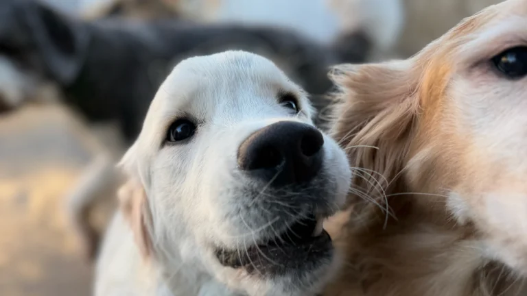 Barks of Love