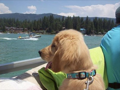 Bass Lake dog in boat