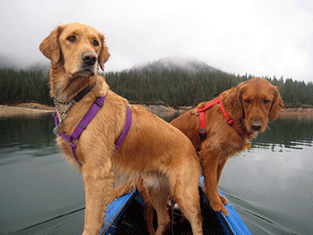 Two dogs in boat in California