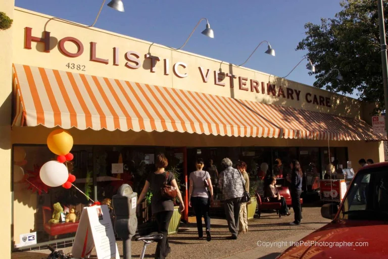 Bay Area Animal Acupuncture