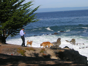 dogs on a cliff